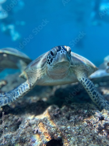 Turtle in Ad Dimaniyat Islands, Oman