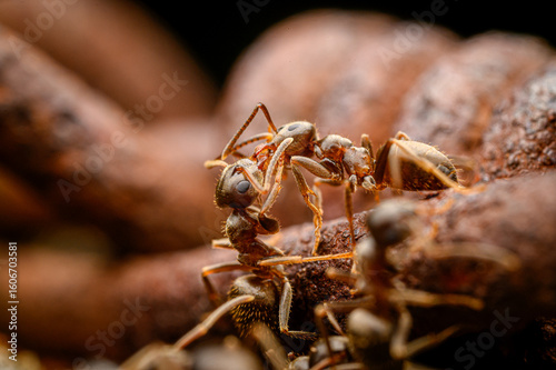 Mrówki na drucie kolczastym