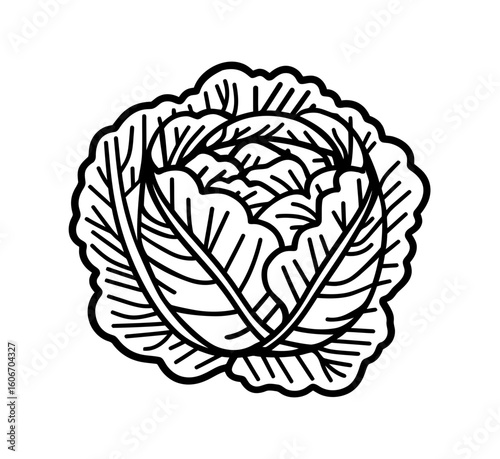 Fresh cabbage head graphic displays a crisp, white and black design ideal for healthy food content and recipe artwork or branding.