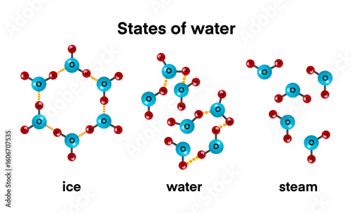 states of water, educational illustration shows the three states of water ice, liquid, and steam at the molecular level. It highlights how hydrogen bonding changes with temperature and physical state