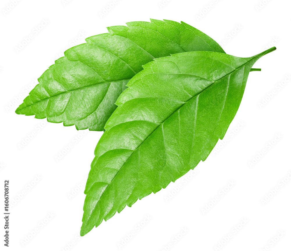 Fototapeta premium Green leaf isolated on white background