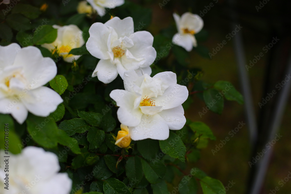 Fototapeta premium White roses with yellow centers blooming in garden.