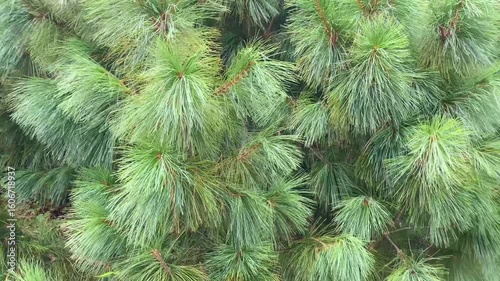 Detail of the leaves of Pinus wallichiana, a Himalayan conifer