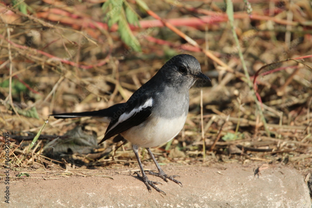 Fototapeta premium birds in Jungle