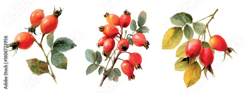 Watercolor set of rose hips branches. Autumn rose hips berries with yellowed leaves. concept of autumn natural elements. Forest autumn and park plants. Vector illustration.