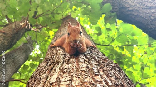 A low-angle of a squirrel eating on a tree trunk, looking directly at the viewer. Concept of Close wildlife interaction.