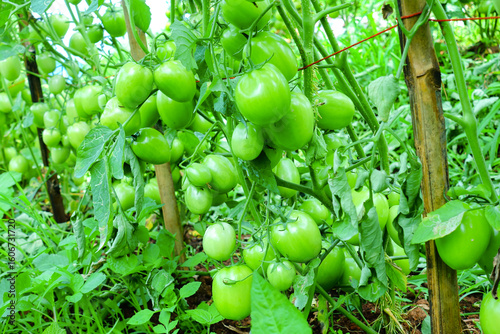 Pruning Tomato Plants with Green Unripe Fruits in Organic Farm