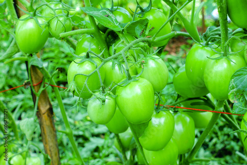 Pruning Tomato Plants with Green Unripe Fruits in Organic Farm