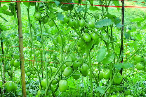 Pruning Tomato Plants with Green Unripe Fruits in Organic Farm