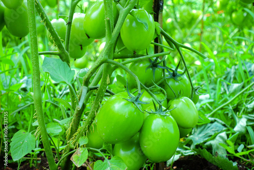 Pruning Tomato Plants with Green Unripe Fruits in Organic Farm
