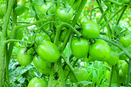 Pruning Tomato Plants with Green Unripe Fruits in Organic Farm