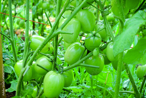 Pruning Tomato Plants with Green Unripe Fruits in Organic Farm