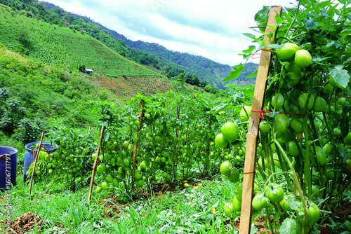 Pruning Tomato Plants with Green Unripe Fruits in Organic Farm