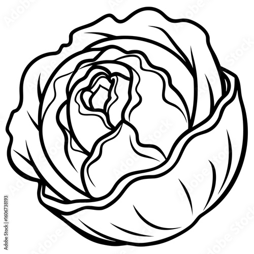 Curled Cabbage Vector Art