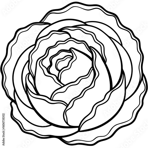 Curled Cabbage Vector Art