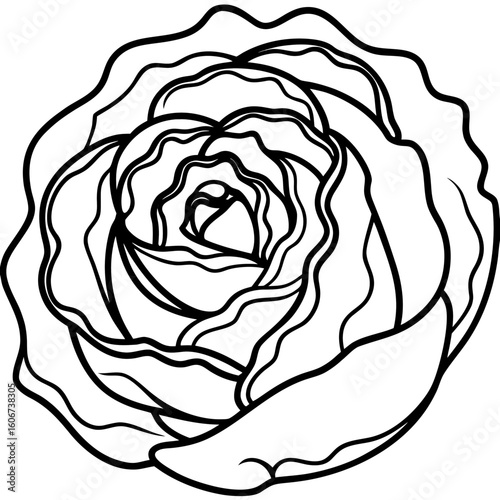 Curled Cabbage Vector Art