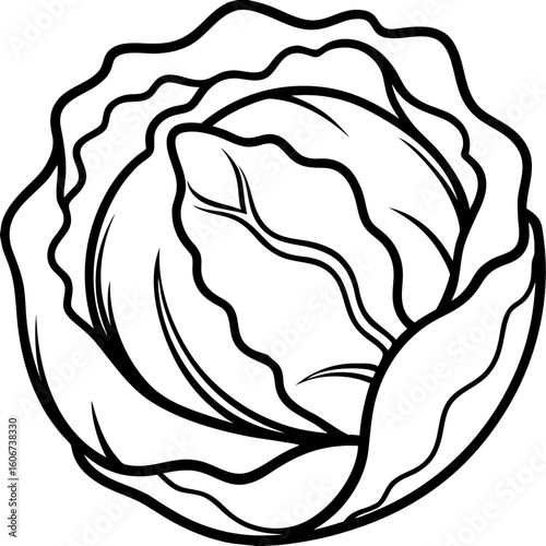 Curled Cabbage Vector Art