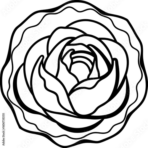Curled Cabbage Vector Art