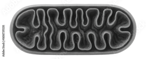 Electron micrograph of mitochondrion highlighting outer and inner membranes