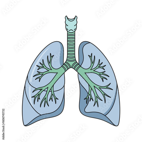 Illustration of human lungs, trachea, and bronchioles, showcasing the respiratory system anatomy.