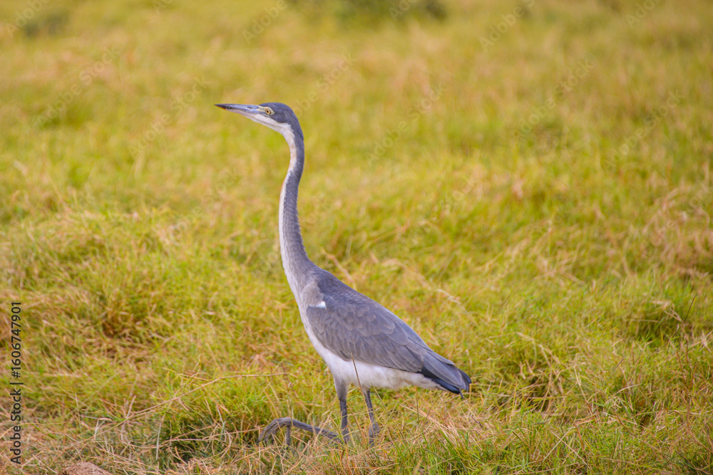 Fototapeta premium Gray heron hunts in tall grass