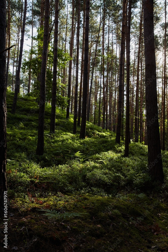 Obraz premium Sunlight filtering through dense pine forest canopy, illuminating a lush green undergrowth of ferns and moss on the serene woodland floor, creating a vibrant and peaceful natural landscape.