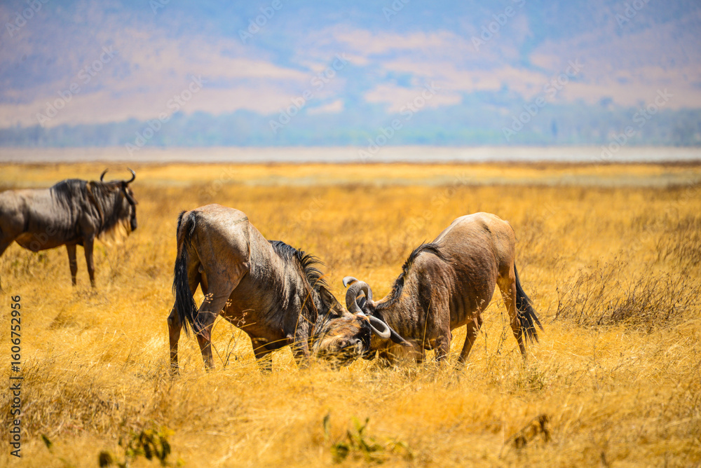 Fototapeta premium Wildebeest: Great Migration's iconic participants