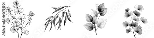 Eucalyptus tree leaves in modern style, depicted in black and white engraved ink art as an isolated illustration element