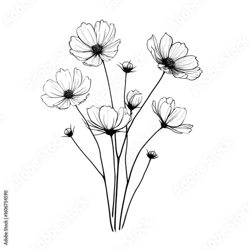 Cosmos flower drawings are showcased in the Sketch Floral Botany Collection with black and white line art on white backgrounds presented as hand drawn botanical illustrations and nature moderns for