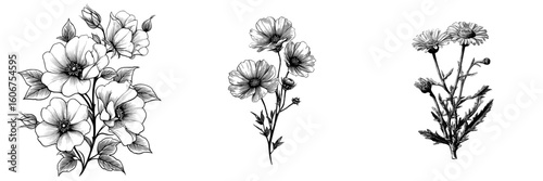 Modern Wildflowers features floral botanical flowers in black and white engraved ink art as an isolated flower illustration element