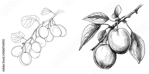 Modern illustration of plum fruits depicted in a continuous line art drawing style with minimalist black lines on a white background