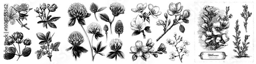 A collection of black ink sketches featuring clover blossoms, accompanied by wildflower twigs, flowers, and buds in black and white illustrations, along with a monochrome botanical engraving of a