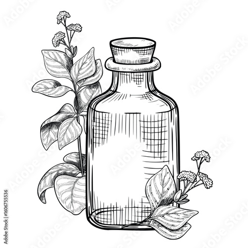 Vector illustration of Glass Dropper Bottle with oregano and basil leaves. Linear drawing for natural remedy labels, herbal cosmetic packaging, or alternative medicine design projects.