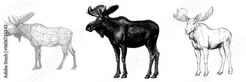 Wild elk modern design featuring a standing moose in black and white outline