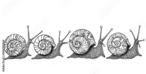 A modernized illustration of snail outlines, initially crafted by hand, is now available