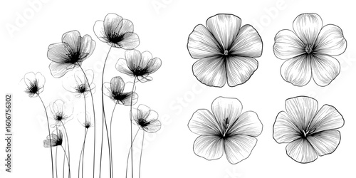 This graphic illustration consists of a modern black ink drawing of outline flowers in silhouette, isolated on a white background and hand-drawn with precision