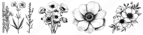 The anemone is depicted in a modern floral botanical style with black and white engraved ink art as an isolated illustration element