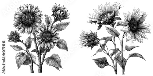 Modern sunflower floral design featuring botanical flowers in black and white engraved ink art as an isolated illustration element