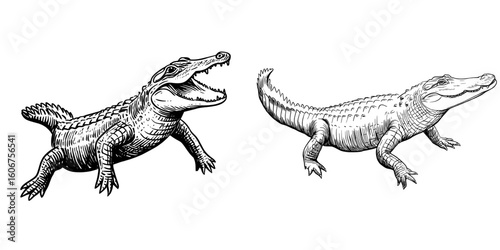 The modern black ink drawing features a hand-drawn crocodile outline sketch, showcasing an alligator as a graphic illustration on a white background