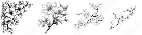 A modern sakura branch is depicted in illustration form, isolated against a white backdrop, with the flower illustrated in a modern style using black outlines on a white plane set against a white