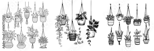 Illustration of houseplants in hanging flowerpots and pots, depicted in a modern hand drawn outline black and white sketch