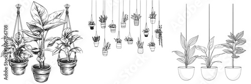 A modern hand-drawn illustration features houseplants in hanging flowerpots in black and white outline sketch