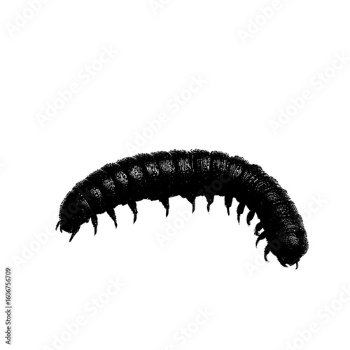 On a white background, the silhouette of the cockchafer or May bug's larval stage, a grub, is prominently displayed