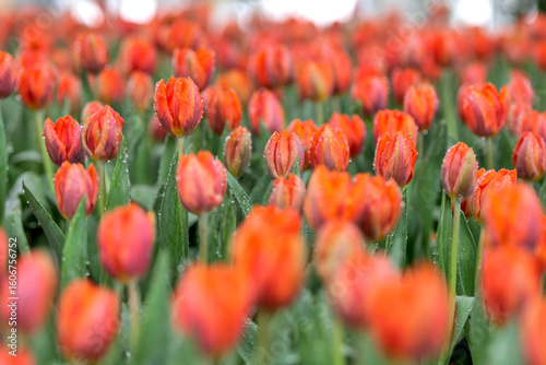 Vibrant Orange Tulips Blooming with Dew in a Lush Garden