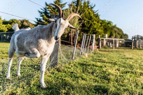 Close up of a Billy goat on a farm