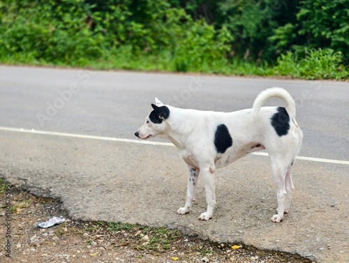 Dog on the Road: An endearing dog with a playful spirit poses beside the asphalt road. The image captures the animal's endearing presence against a backdrop of a serene, natural environment.