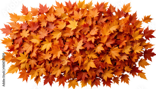 Pile of Colorful Autumn Maple Leaves in Orange, Red, and Yellow – Transparent Background