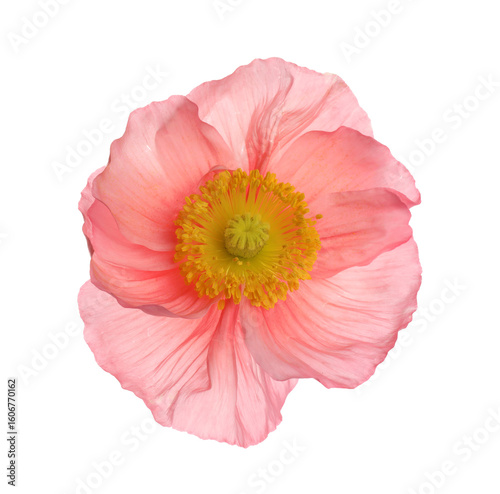 One beautiful poppy flower bud isolated on white