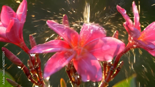 Vibrant Pink Plumeria Flowers in a Spray of Water