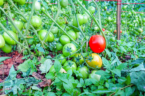 Ripening stages of tomatoes on the vine in an organic garden, from green to red fruit